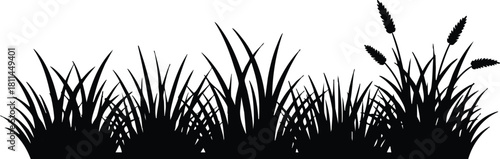Silhouette of wild grass and wheat plants isolated on white background with sharp blades and seed heads
