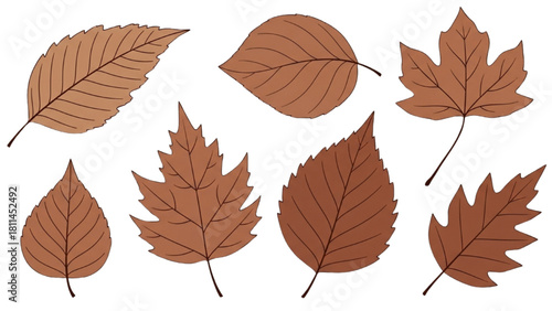 Various brown autumnal leaves illustration isolated on a white background for design