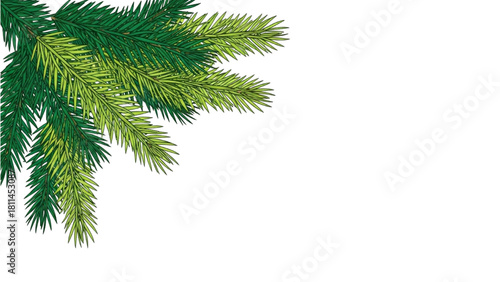 Vibrant evergreen pine branches with fresh needles, perfect for festive winter season designs and holiday greeting cards and banners