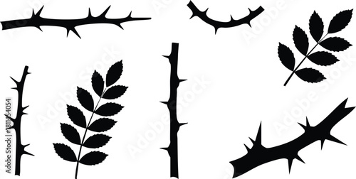 Black silhouettes of thorny branches and pinnate leaves isolated on white background natural botanical elements vector illustration