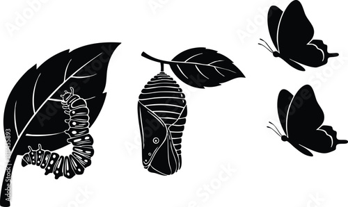 Butterfly metamorphosis lifecycle showing caterpillar chrysalis and adult butterfly stages on leaves