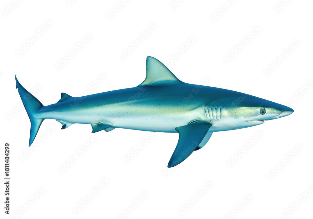 Naklejka premium Isolated blue shark swimming profile view marine predator ocean animal apex predator, aquatic