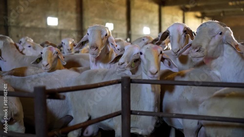 sheeps and lambs  standing in barn of farm for milk production and breeding and sale , real  video footage