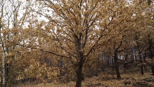 burned trees and brushs view in mountains after a fire , ecological desaster real video footage
