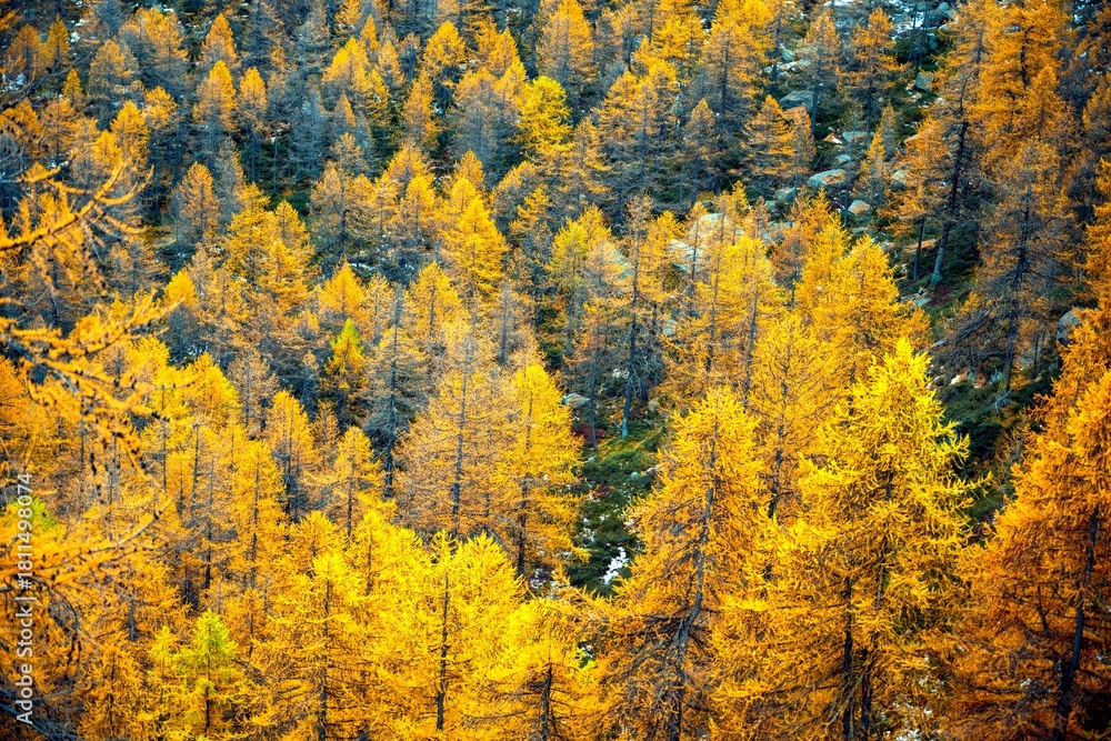 Fototapeta premium autumn landscape in the mountains