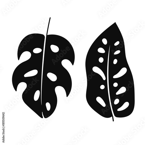 Tropical monstera leaves silhouette simple illustration