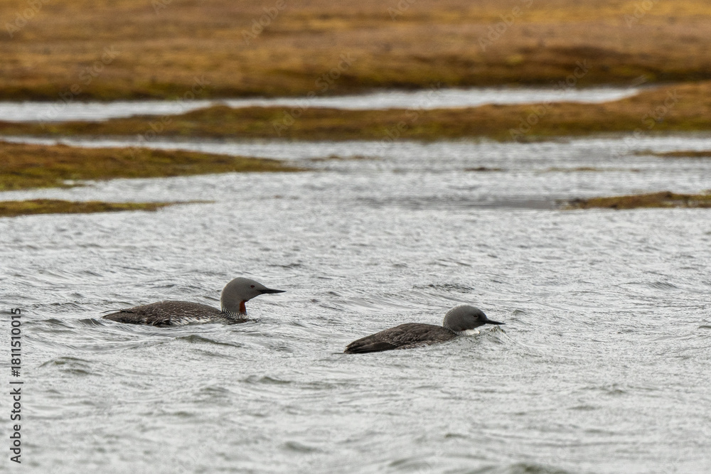 Fototapeta premium Plongeon catmarin, Gavia stellata, Red throated Loon, Spitzberg, Svalbard, Norvè