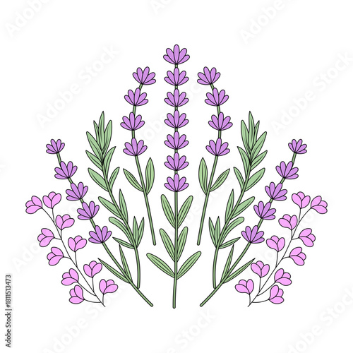 A vintage style illustration representing lavender plant