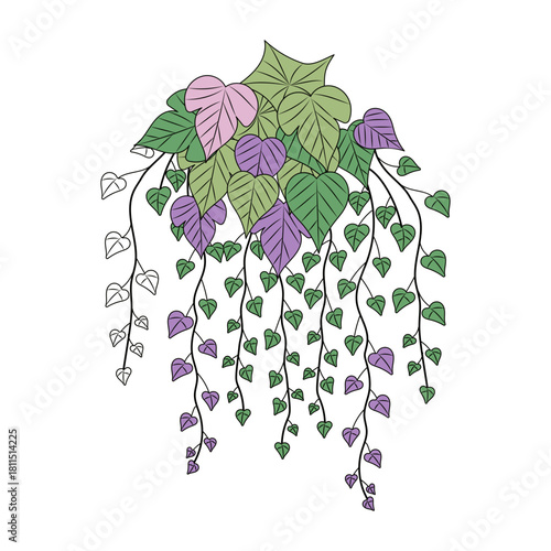 A vintage style illustration representing ivy plant