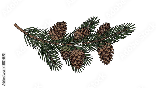 Pine branch with cones illustration on a white background