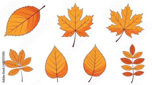 Collection of Autumn Leaves in Various Shapes and Fall Colors