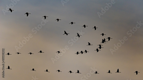 Kraniche fliegen am Himmel