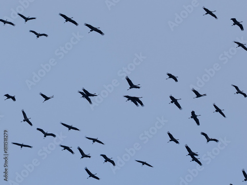 Kraniche fliegen am Himmel