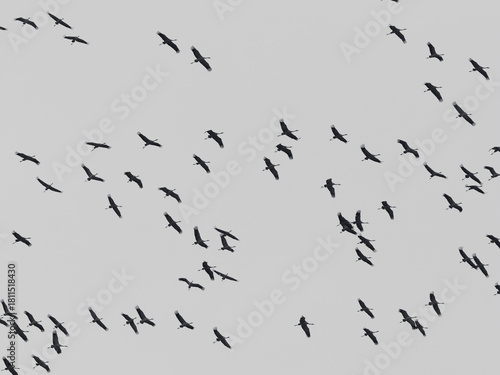 Kraniche fliegen am Himmel