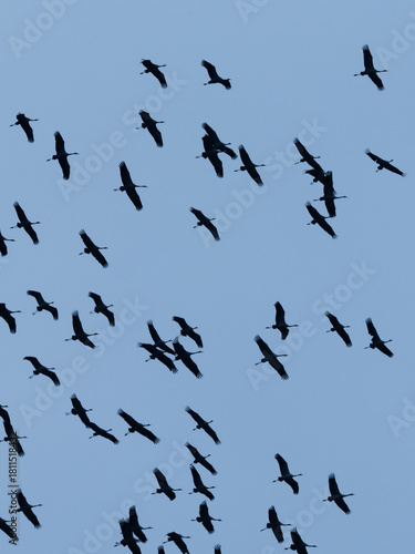 Kraniche fliegen am Himmel