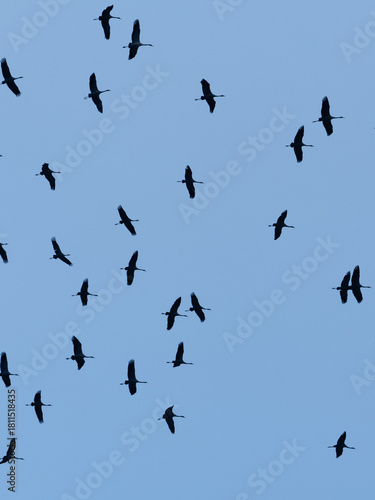 Kraniche fliegen am Himmel
