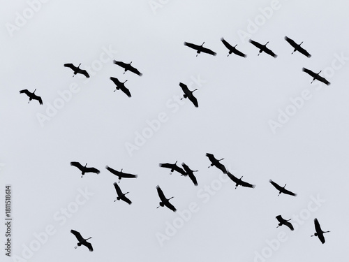 Kraniche fliegen am Himmel