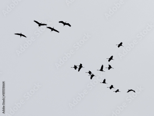Kraniche fliegen am Himmel