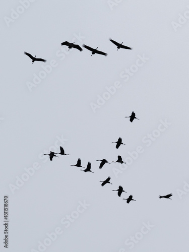Kraniche fliegen am Himmel
