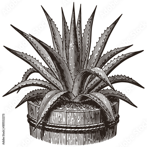 Vintage Engraved Agave Plant in Wooden Barrel Planter