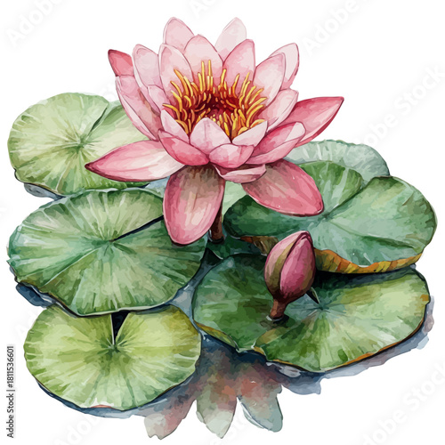 watercolor of Water Lily Flower, vector, isolated on a white background.