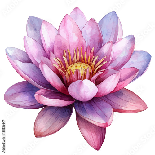 Water Lily Flower, watercolor illustration vector, isolated on a white background.