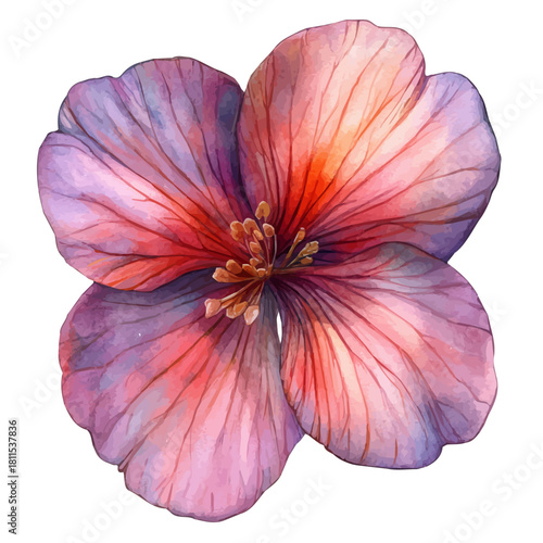 watercolor vector of Salpiglossis Sinuata Flower, isolated on a white background.