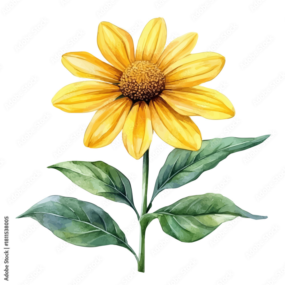 Fototapeta premium watercolor of Rudbeckia Flower, vector, isolated on a white background.