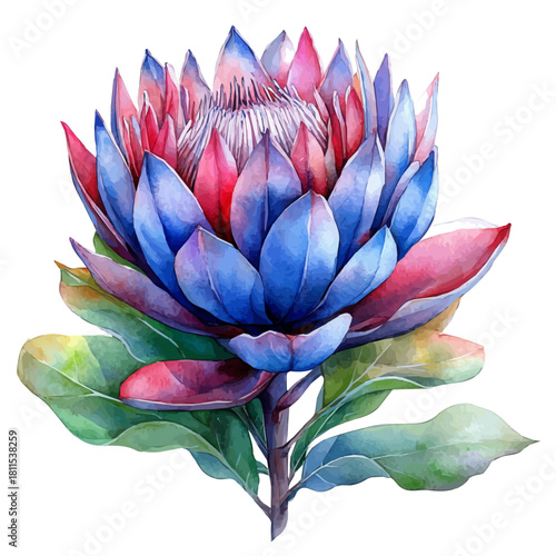 watercolor of Protea Flower, vector, isolated on a white background.