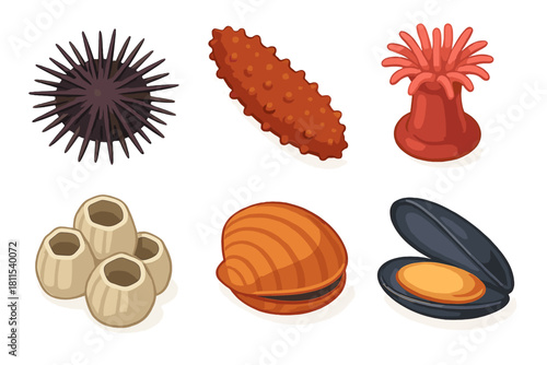 Collection of marine lifeforms: sea urchin, sea cucumber, sea anemone, barnacles, clam, mussel