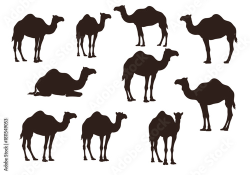 Silhouette of Camels Standing, Lying, and Walking on White Background