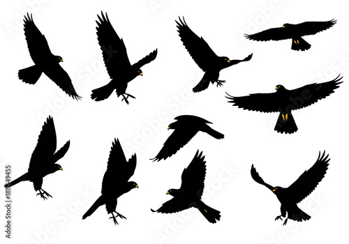 Silhouetted Hawks Soaring Majestic Flight Poses and Bird of Prey