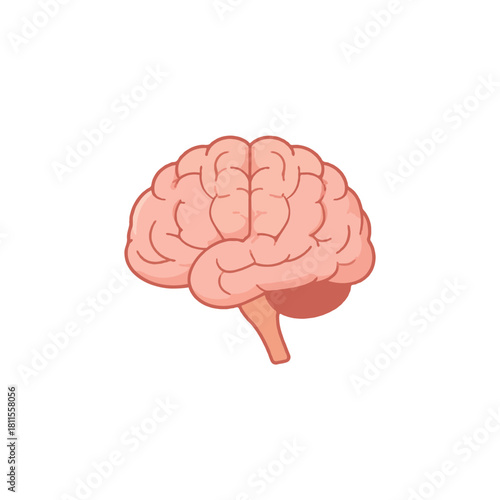 Conceptual artwork of the human brain showcasing anatomical structure for medical and educational