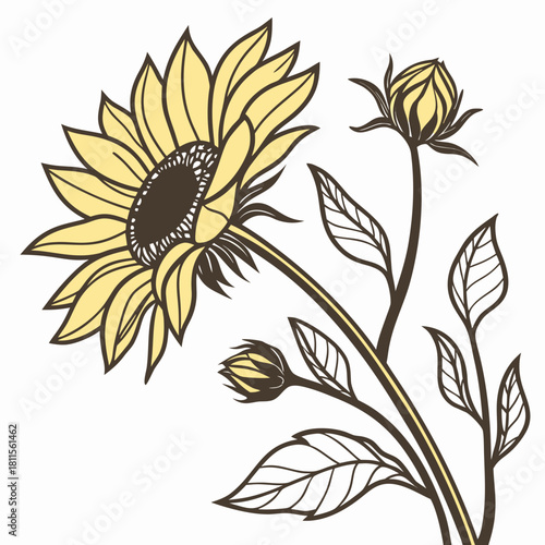 Illustration of a sunflower with buds and leaves on a white background.