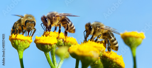 bee or honeybee in latin Apis Mellifera three on flower