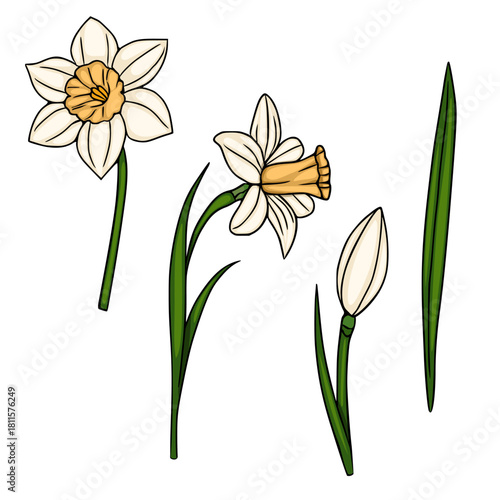 A charming vector illustration showcasing a white daffodil in full bloom, a partially opened bud, and a single green leaf, all rendered with a clean, illustrative style.