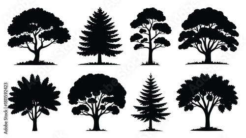 Variety of tree shapes forest park nature