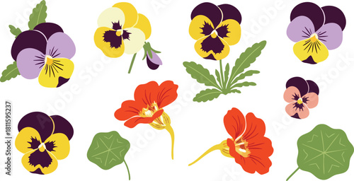 Assorted Pansy and Nasturtium Flowers In Various Purple Yellow Orange Colors And Green Leaves Isolated On White Background
