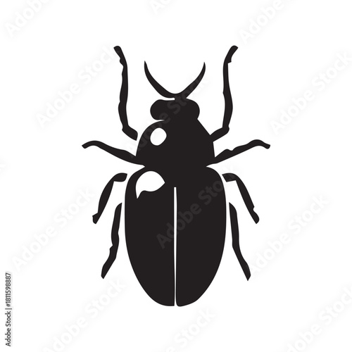 black beetle isolated on white background