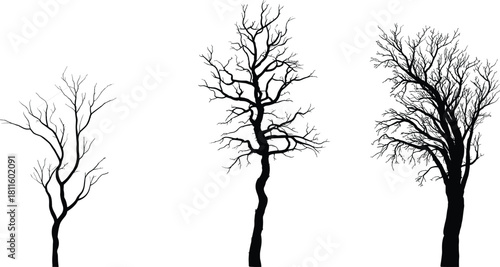 Set of three dry leafless tree silhouettes with bare branches isolated on white background, black nature vector illustration for scary Halloween or winter forest landscape design