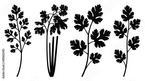 Four parsley and cilantro herb silhouettes