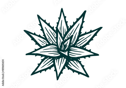 Aloe Vera hand drawn simple sketch vector illustration