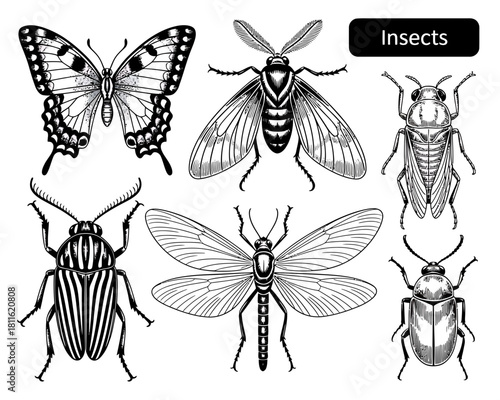 Collection of engraved style insects including butterfly beetle and fly