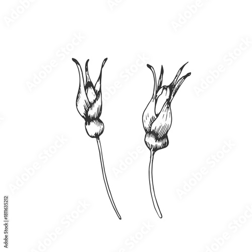 Rosehip buds vector illustration, hand-drawn in ink. Graphic sketch isolated on a white background. Design element for tea labels, cosmetics, cards, and invitations.