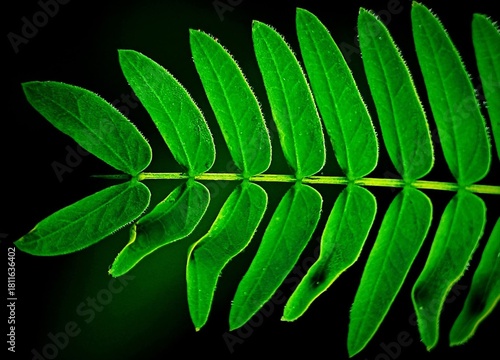 A close-up of a vibrant green fern leaf against a dark background, highlighting natural symmetry, fresh texture, and organic beauty, symbolizing growth, nature, ecology, and botanical elegance.
