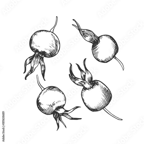 Rosehip berries set of vector illustration, hand-drawn in ink. Graphic sketch isolated on a white background. Design element for tea labels, cosmetics, cards, and invitations.