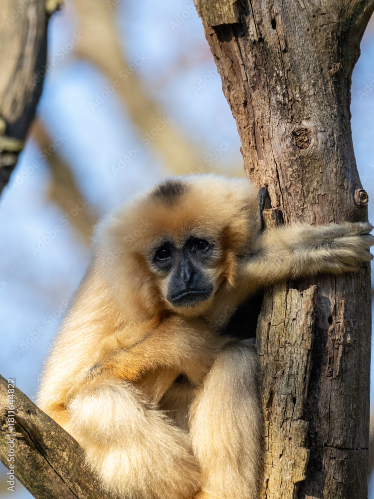 Naklejka premium Gibbon