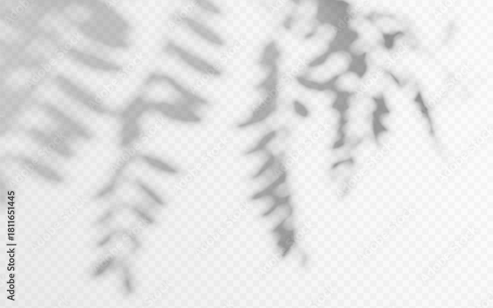 Fototapeta premium Soft shadow overlay of tree leaves on white surface, featuring blurred branch silhouettes with natural light effects and gentle foliage patterns for design project.