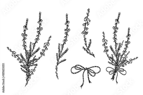 Monochrome vector clip art of flowering heather branches with decorative bow. Blooming plant, decorative tied ribbon set etching drawing for wedding invitation, rustic label, vintage style decor.