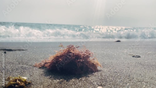 Brown dry algae washed ashore by the ocean waves, seaweeds on the sand beach against amazing horizon and seascape, beautiful sunbeams reflection on water surface